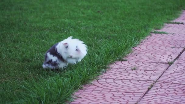 Пухнастий Кролик Біжить Траві Повільному Русі — стокове відео
