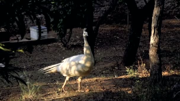 Pavo Real Blanco Camina Bajo Cálida Luz Del Sol Cámara — Vídeos de Stock