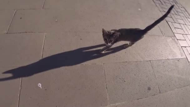 Lovely Tabby Kitten Walking Strong Shadow Outdoor Sunny Day — Stock Video