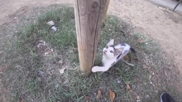 Playful Kitten Climbing Tree Catching Leaf Hand — Stock Video
