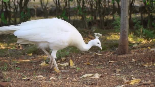 Pavo Real Blanco Alimenta Jardín — Vídeo de stock