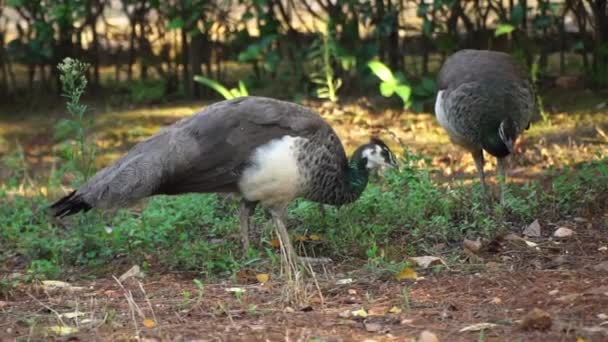 Dişi Tavus Kuşları Bahçede Besleniyor — Stok video