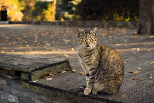 Tabby and orange colored cat is sitting on a wooden floor at a park in an autumn day — 스톡 사진