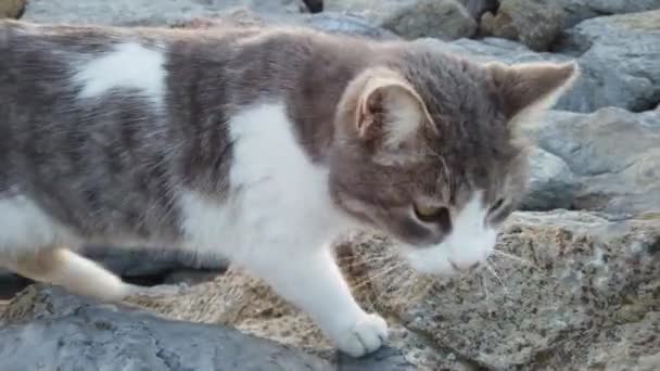 Squint Eyed Gray White Colored Kitty Walking Rocks Outdoor — 图库视频影像