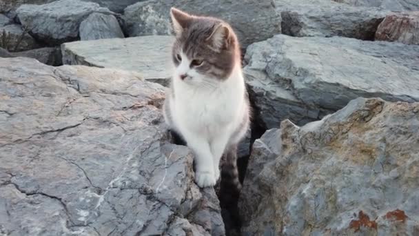 Schieläugiges Grau Weiß Gefärbtes Kätzchen Sitzt Auf Felsen Freien — Stockvideo