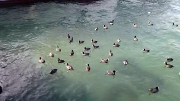 Vanliga Barnsängar Simmar Vid Havet Solig Dag — Stockvideo