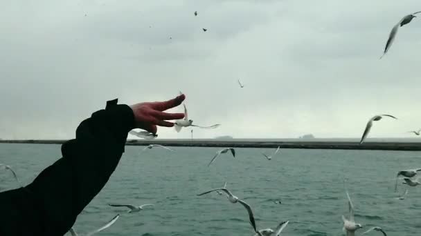 Feeding Seagulls Ferry Slow Motion Cloudy Winter Day — 비디오