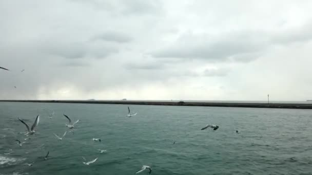 Feeding Seagulls Ferry Cloudy Winter Day Istanbul — Stock Video