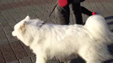 İstanbul, Kadıköy sahillerinde beyaz bir samoyed sahipleri ile yürüyor. Güneşli bir kış gününde yürüyen insanlar. İnsanlar arasında bir bisikletçi geçiyor..