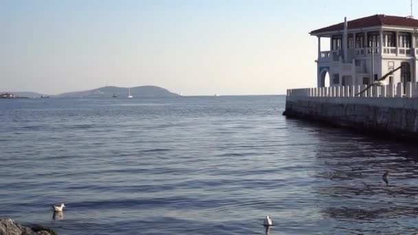 Histórico Muelle Moda Gaviotas Cámara Lenta Las Islas Princes Son — Vídeo de stock