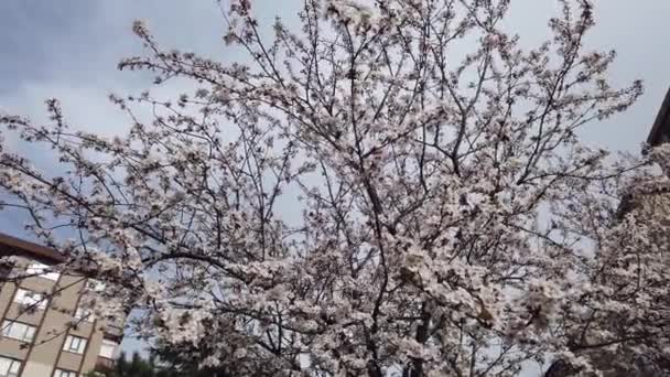 Białe Wiosenne Kwiaty Drzewie Mieście Apartamentami — Wideo stockowe