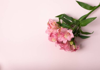Açık pembe bir yüzeyde pembe çiçek buketi. Üst görünüm, boşluğu kopyala. Anneler Günü, kızlar için hediye.