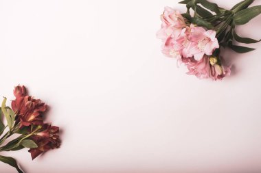 Açık pembe arka planda iki çiçek buketi. Kırmızı ve pembe çiçeklerin üst görüntüsü. Boşluğu kopyala