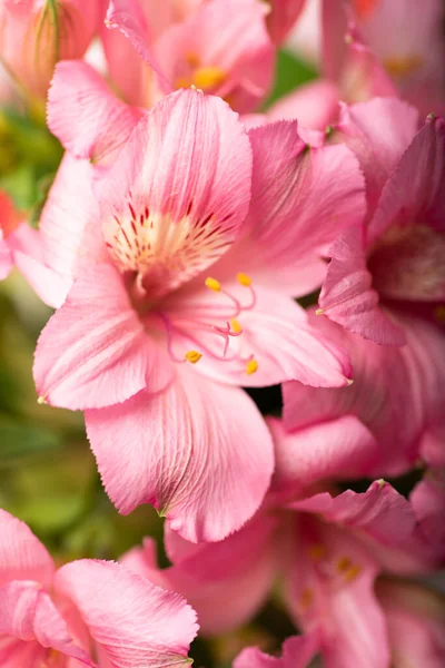Piękne Różowe Wiosenne Kwiaty Zbliżenie Zdjęcie Stockowe