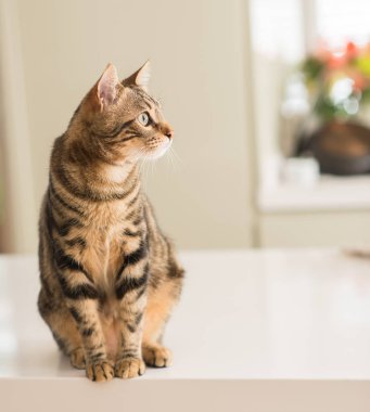 Evde, evde rahat bir kedi.