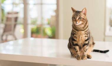 Evde, evde rahat bir kedi.
