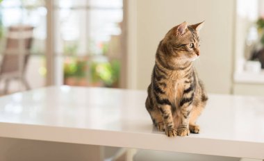 Evde, evde rahat bir kedi.
