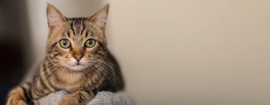 Evde, evde rahat bir kedi.