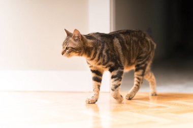 Güzel rahat yerli kedi evde