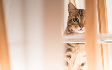 Güzel rahat yerli kedi evde