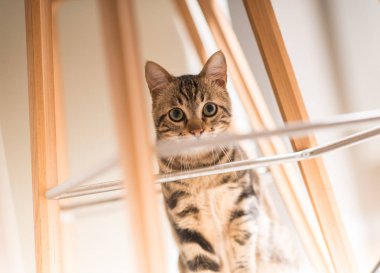 Güzel rahat yerli kedi evde