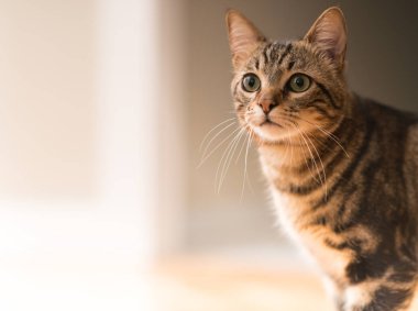 Güzel rahat yerli kedi evde