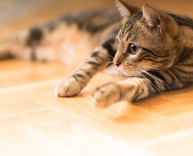 Güzel rahat yerli kedi evde