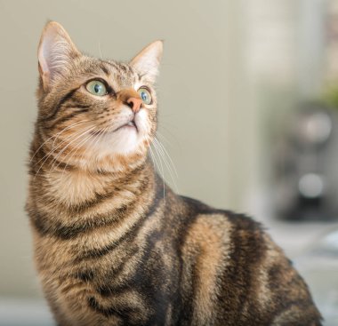 Güzel rahat yerli kedi evde