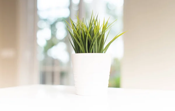 Grass plant pot at home. Beautiful natural indoor photo — Stock Photo, Image