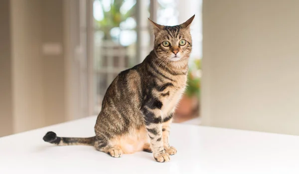 Hermoso gato doméstico relajado en casa — Foto de Stock