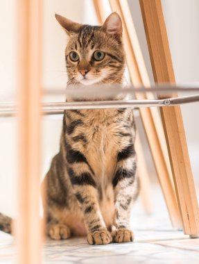 Güzel rahat yerli kedi evde