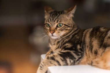 Güzel rahat yerli kedi evde