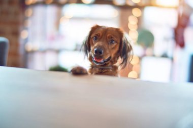 Evdeki masada sevimli bir köpek