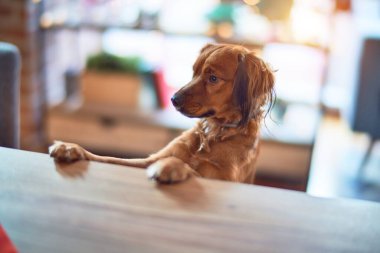 Evdeki masada sevimli bir köpek