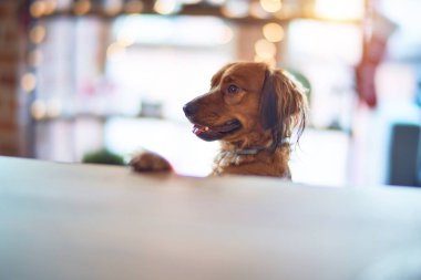 Evdeki masada sevimli bir köpek