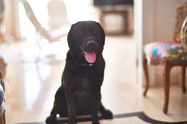 Hermoso Perro Labrador Negro Sentado Suelo Casa — Foto de Stock