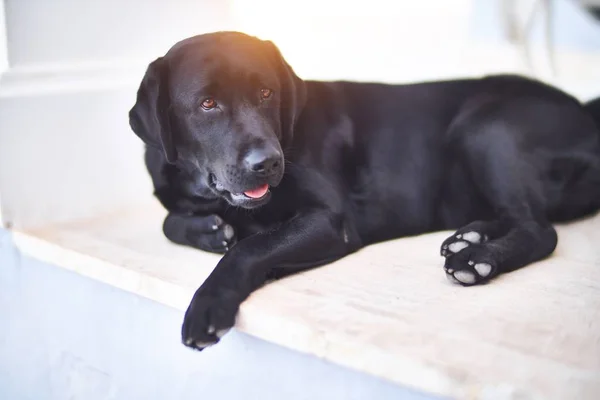 Красивая Чёрная Собака Лабрадор Лежит Террасе — стоковое фото