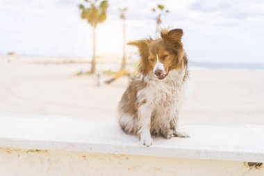 Güzel köpek kumsalda mutlu bir şekilde oturur, güneşli bir günün tadını çıkarır.