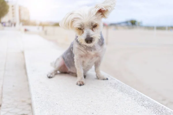 Beautiful dog sitting happy by the beach, enjoying sunny day out — Stockfoto