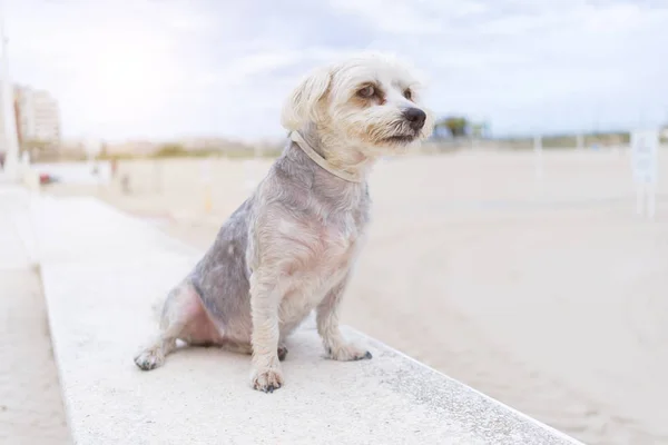 Güzel Köpek Kumsalda Mutlu Bir Şekilde Oturuyor Güneşli Havanın Tadını — Stok fotoğraf