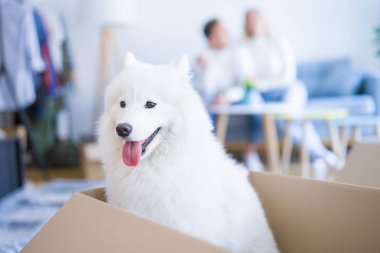 Karton kutular etrafında yeni evde kanepede oturan köpek ile genç güzel çift