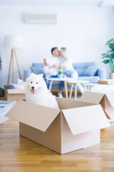 Unga Vackra Par Med Hund Kyssar Sitter Soffan Nya Hem — Stockfoto