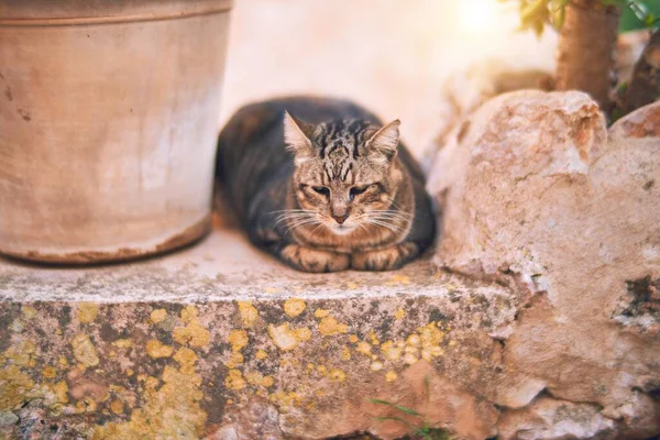 Очаровательная Кошка Лежит Отдыхает Улице — стоковое фото