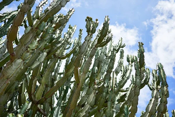 植物園で多肉植物の緑のサボテンの閉鎖 — ストック写真