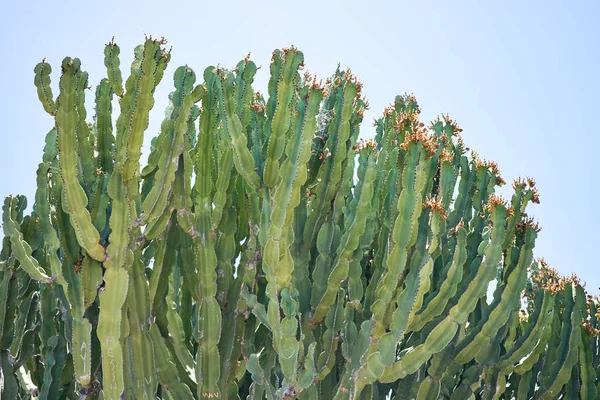 青い空の背景に美しい緑の多肉植物サボテン — ストック写真