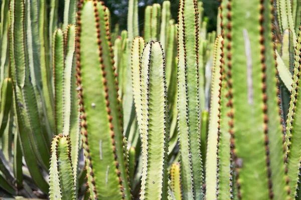 Close Succulent Green Cactus Botanical Garden — Stock Photo, Image