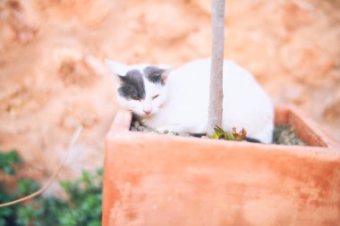 Sevimli kedi kasaba caddesinde dinleniyor.