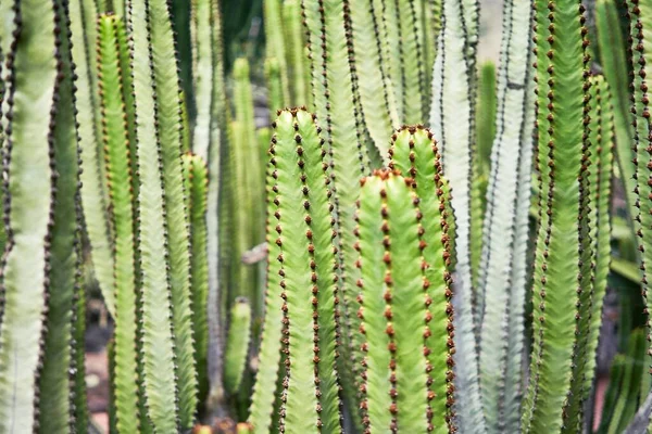 Close Van Sappige Groene Cactus Bij Botanische Tuin — Stockfoto