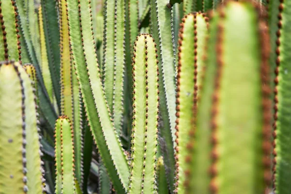 Närbild Saftig Grön Kaktus Botanisk Trädgård — Stockfoto