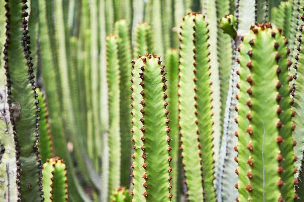 Närbild Saftig Grön Kaktus Botanisk Trädgård — Stockfoto